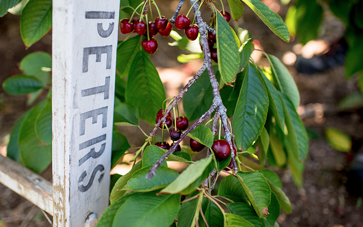 PetersSign.Cherries